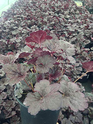 Close‑up of dark purple‑black Heuchera leaves showing texture and ruffled edges 