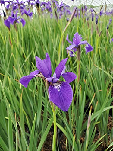 Close‑up of deep purple Siberian iris flowers