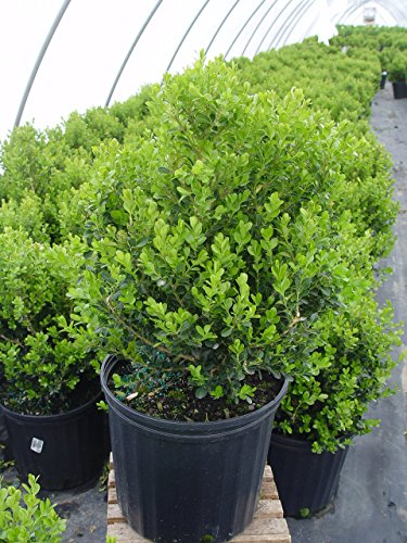 Close‑up of dense dark green boxwood foliage