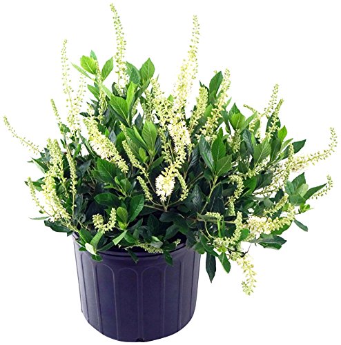 Close‑up of fragrant white Summersweet flower spikes on dark green foliage