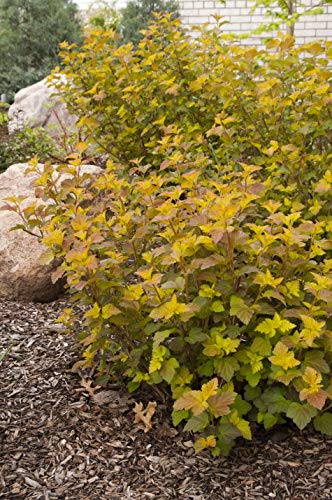 Close‑up of leaf color variation on Amber Jubilee Ninebark