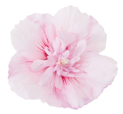 Close‑up of light pink double hibiscus flowers