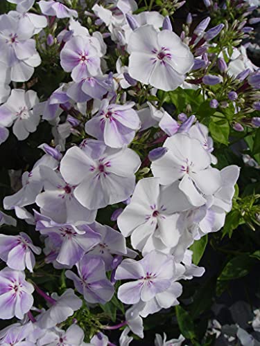 Close‑up of lilac and white phlox flower cluster
