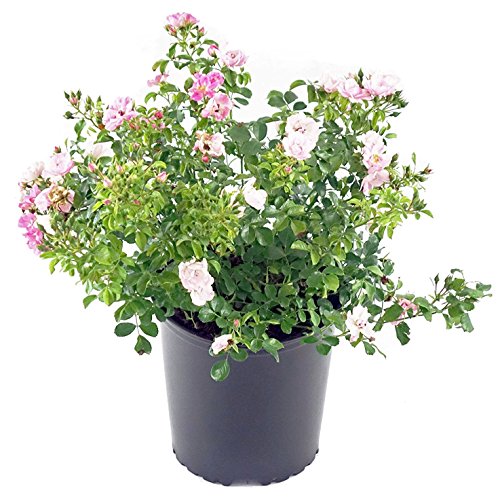 Close‑up of pink Flower Carpet rose blossoms on bush. 