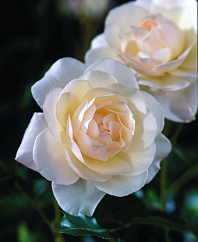 Close‑up of pure white Iceberg rose flower
