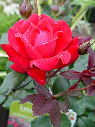 Close‑up of red Knock Out rose flowers and green foliage