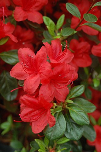 Close‑up of red azalea flowers on shrub