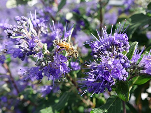 Close‑up of small purple flower clusters with a bee on the blossoms