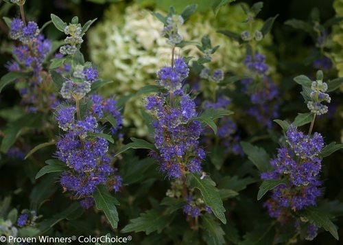 Close‑up of small purple flowering plant with green leaves in a nursery pot