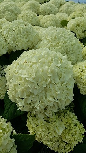 Close‑up of the Annabelle Smooth Hydrangea’s gigantic white mophead blooms filling the frame.