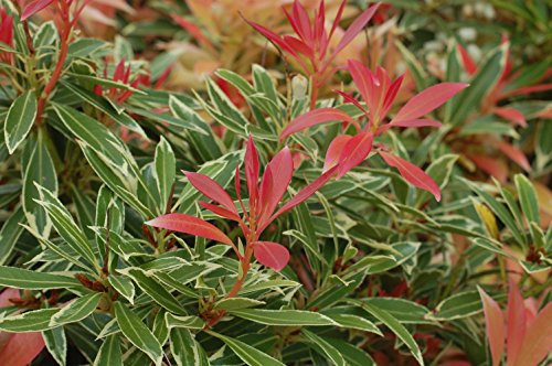 Close‑up of variegated Pieris japonica Flaming Silver foliage