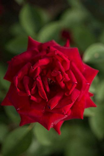 Close‑up of velvety dark red Kashmir rose flower