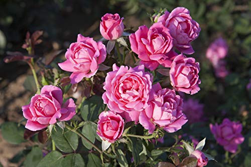 Close‑up of vibrant double pink rose flowers on the plant