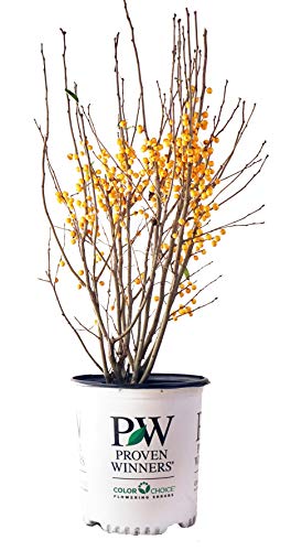 Close‑up of vibrant golden winterberry fruits along woody stems