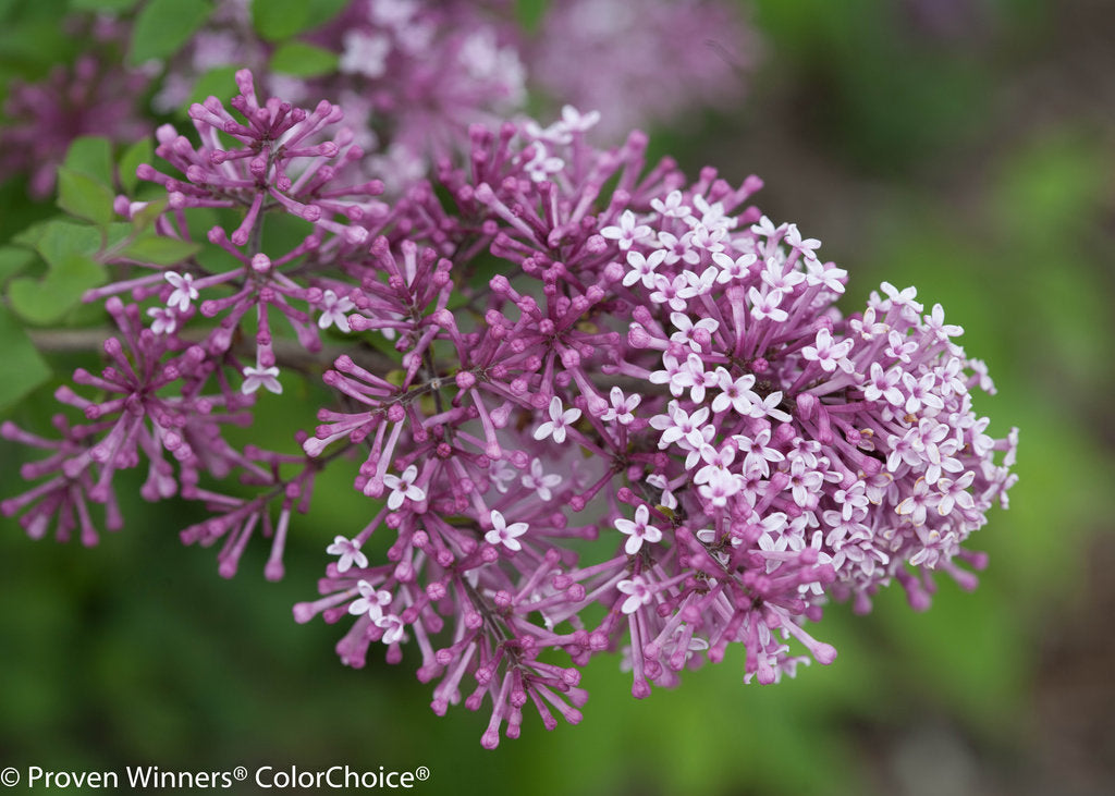 Close‑up of vibrant purple lilac flower clusters on Bloomerang® Purple shrub