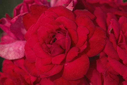 Close‑up of vibrant red Super Hero rose flower
