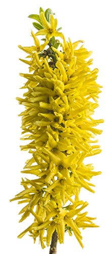 Close‑up of vibrant yellow forsythia blossoms covering branches of the Sugar Baby shrub