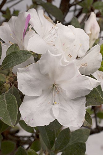 Close‑up of white azalea blossoms with blush stripes