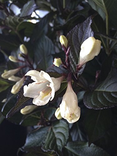 Close‑up of white trumpet‑shaped weigela flowers