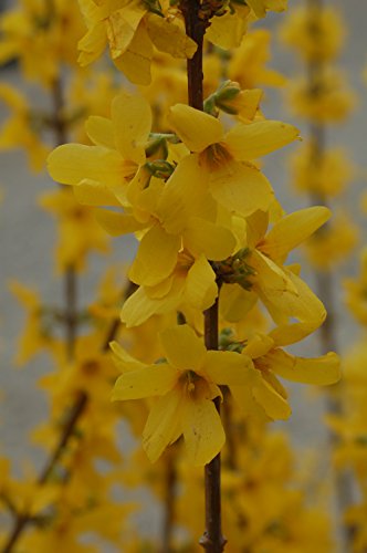 Close view of Lynwood Gold Forsythia flowering shrub
