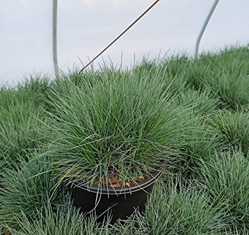 Clump of Elijah Blue Fescue grass with blue foliage, partially hidden by taller green grass.