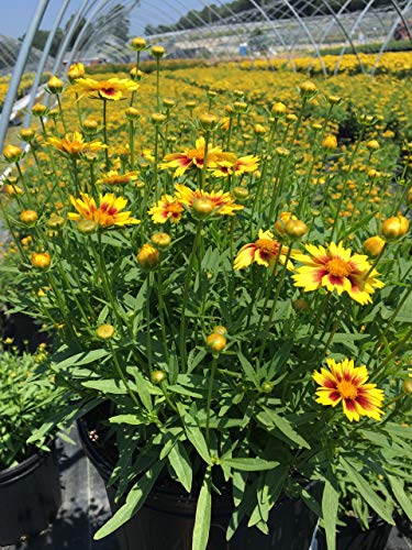 Cluster of Coreopsis Li’l Bang™ Enchanted Eve tickseed plants showing compact mounds of medium green foliage with bright yellow flowers and red centers.