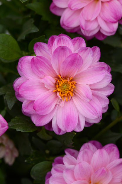 Cluster of Dalaya® Fireball Dahlia blossoms