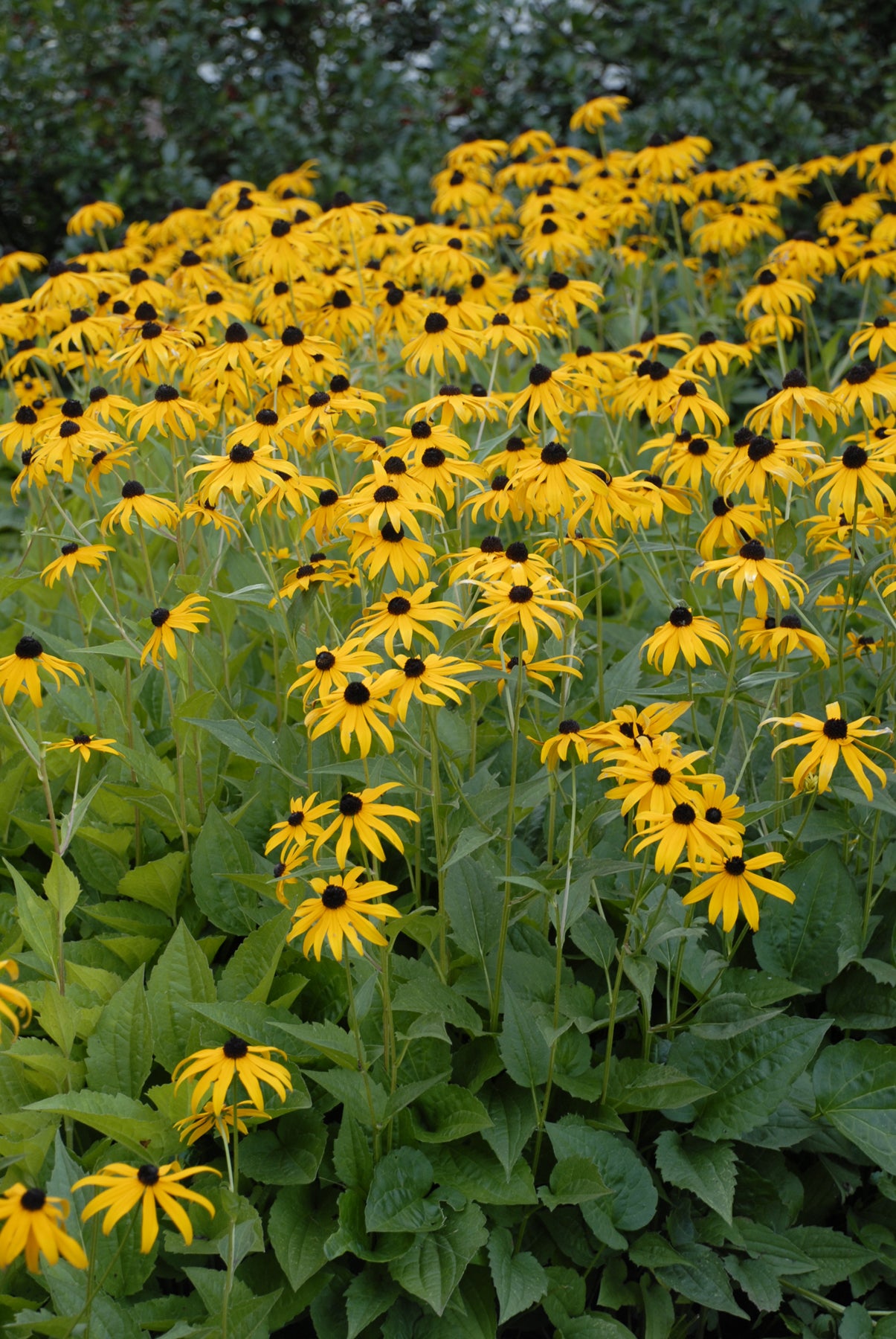 Cluster of Rudbeckia fulgida yellow flowers