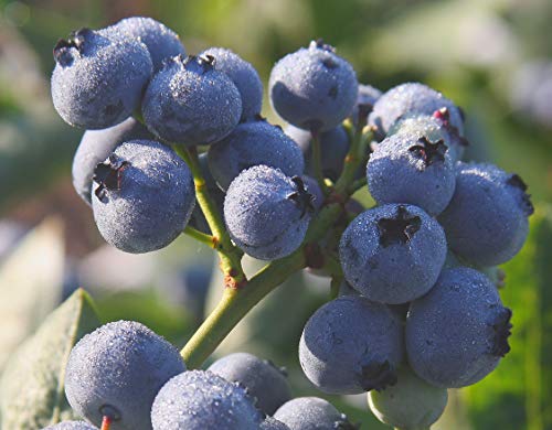 Cluster of blue blueberries on a bush with green leaves, dew on the berries, indicating freshness.