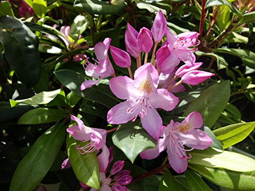 Rhododendron, Independence Rosebay Rhododendron 3 GALLON