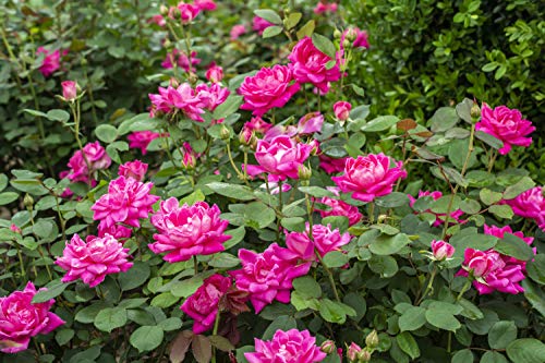 Cluster of double hot pink rose blossoms on the shrub