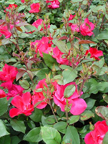Cluster of fluorescent pink rose flowers on the Pink Knockout plant