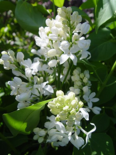 Cluster of fragrant white lilac flowers with green leaves.