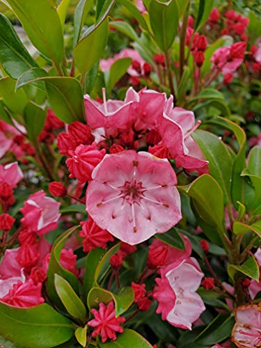 Cluster of pink-bloomed Mountain Laurel shrubs with green leaves.