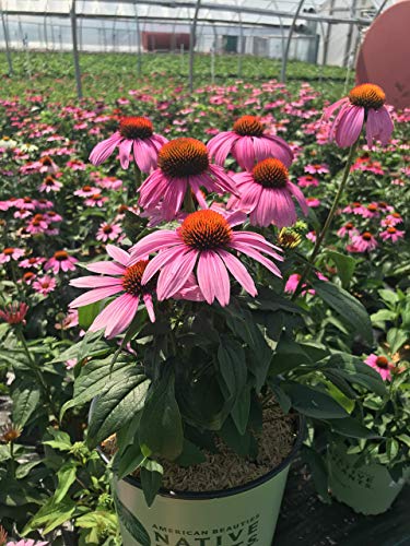 Cluster of pink coneflower blossoms on sturdy stems against a blurred background