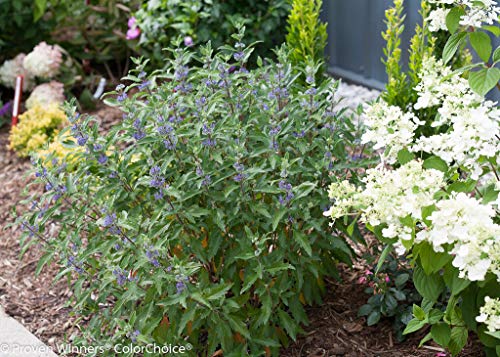 Cluster of purple flowering perennial in a garden bed with green leaves