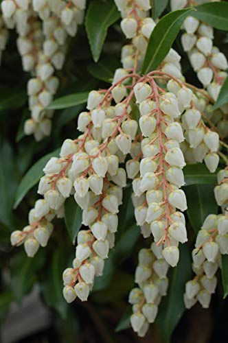 Cluster of small white bell‑shaped flowers hanging from a green shrub