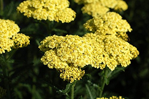 Cluster of small yellow flowers with green leaves