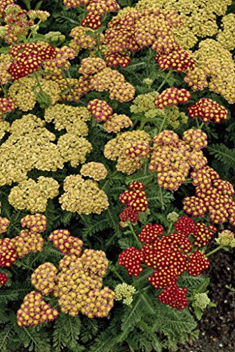 Cluster of strawberry red Achillea 'Strawberry Seduction' flowers with golden centers, surrounded by green foliage.