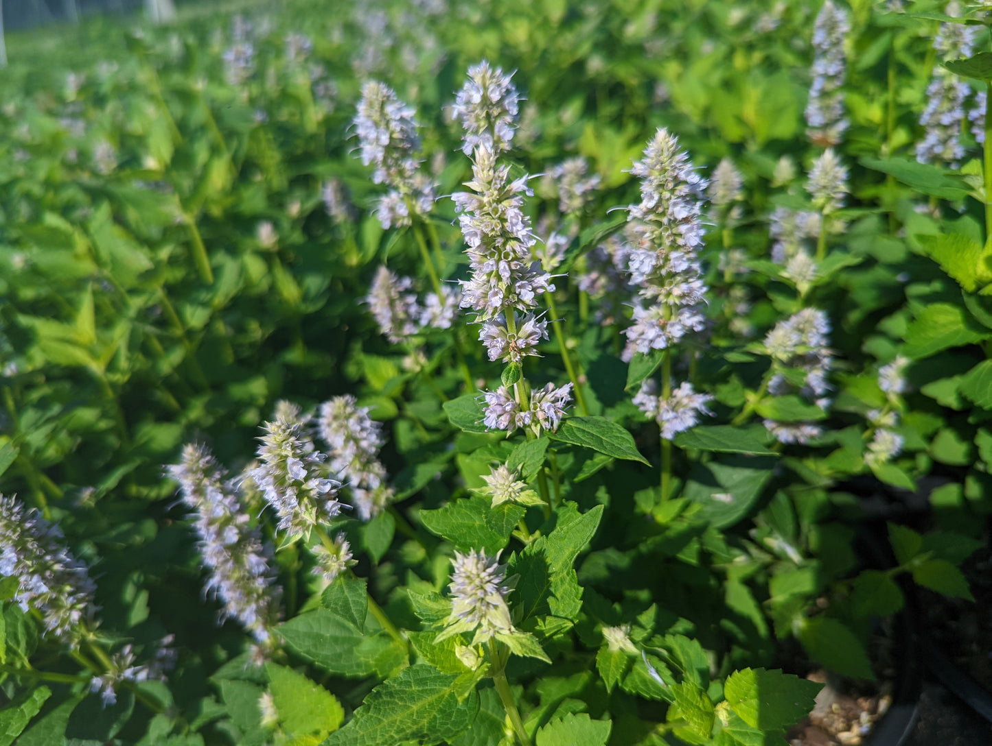 Cluster of upright blue flower spikes on Blue Fortune plant