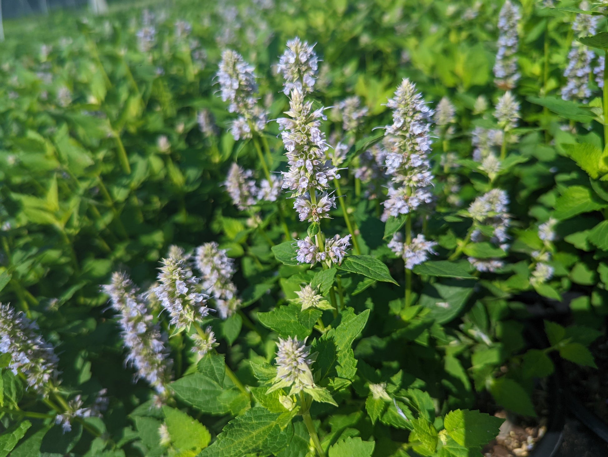 Cluster of upright blue flower spikes on Blue Fortune plant