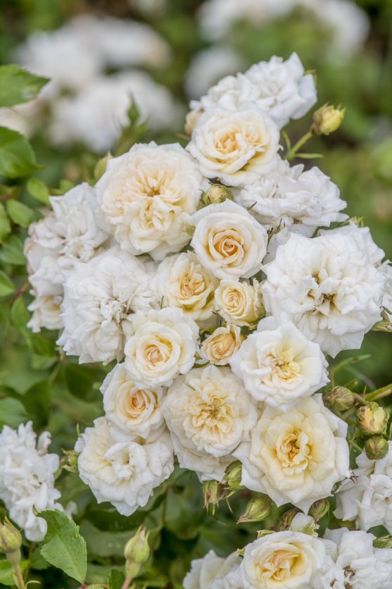 Cluster of white Drift rose flowers with glossy leaves.