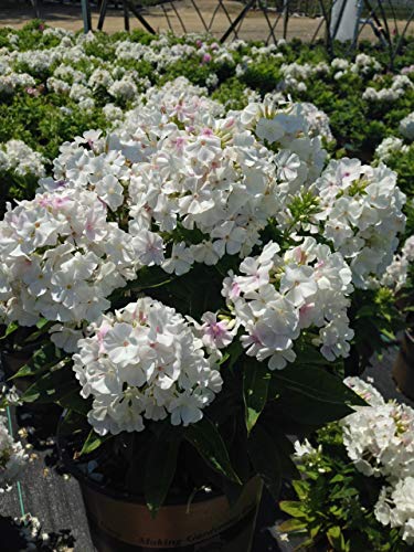 Volcano White Garden Phlox - Thumbnail 2