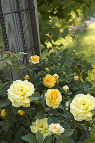 Clusters of yellow roses on a shrub, with green foliage in the background.