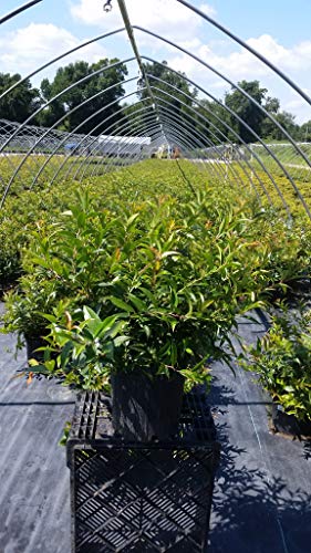 Coast Leucothoe evergreen shrub full plant view