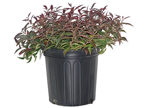 Coast Leucothoe in gardening pot