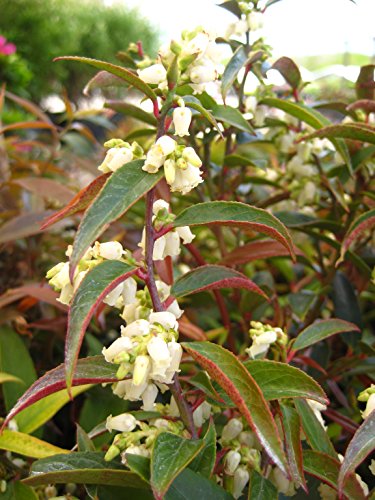 Coast Leucothoe shrub leaves and texture detail