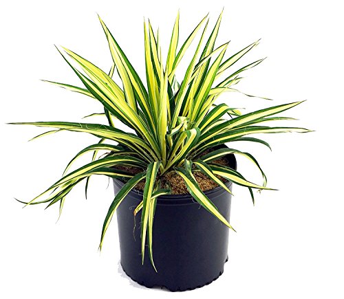 Color Guard Yucca in pot