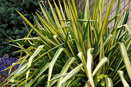 Color Guard Yucca plant highlighting upright evergreen leaves and texture
