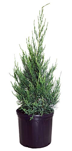 Columnar Hetzi Juniper in gardening pot